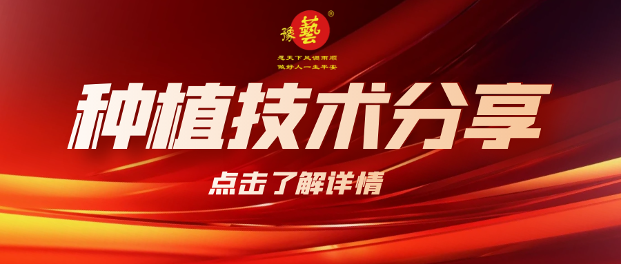 要想種出精品率高的胡蘿卜，這7點要注意！