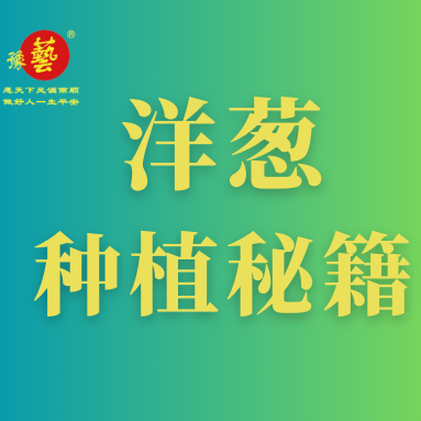 洋蔥種植秘籍：掌握這八點，種出優(yōu)質(zhì)洋蔥！